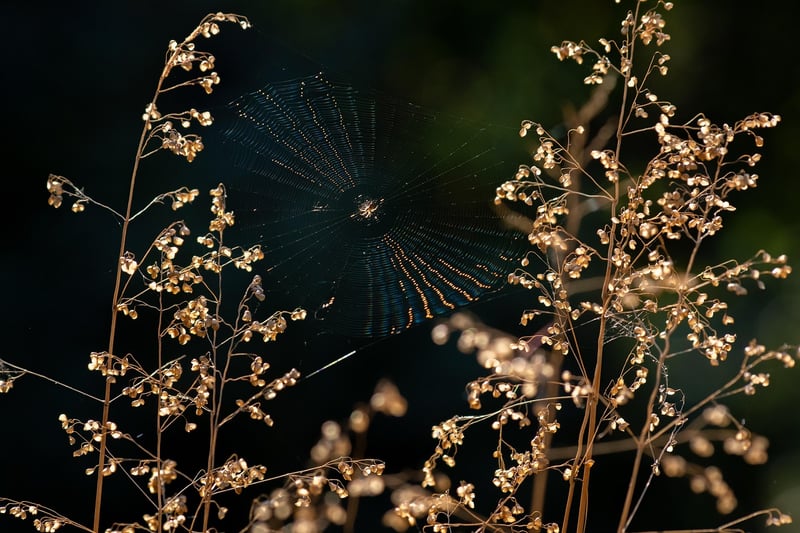 Spider